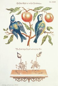 الثدي الأزرق من `سارة ومفيدة بواسطة JD Meyer